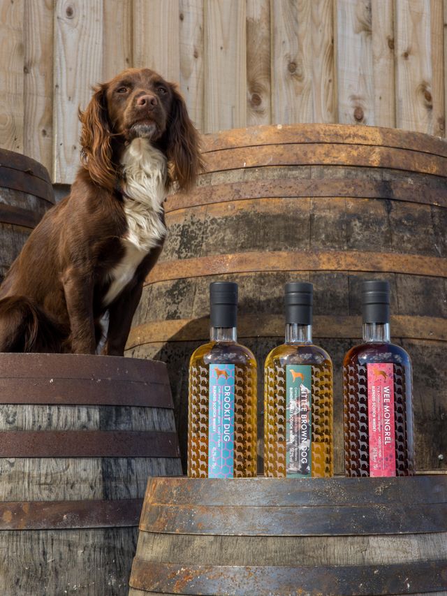 Little Brown Dog - MEGA Releases - Say Campbeltown, Drookit Dug and Wee Mongrel